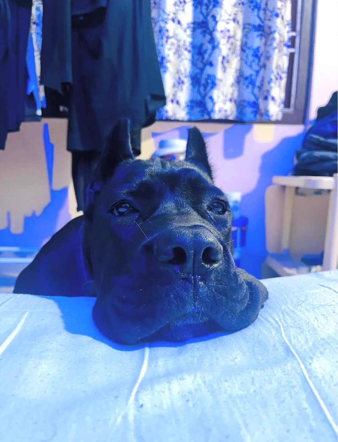 Bruno, dog
